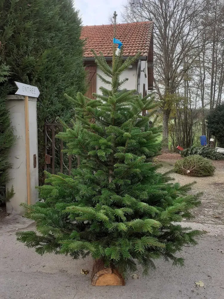 sapins de Noël (2)