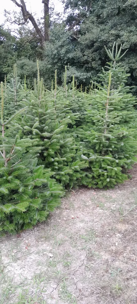Sapin de Noël (4)