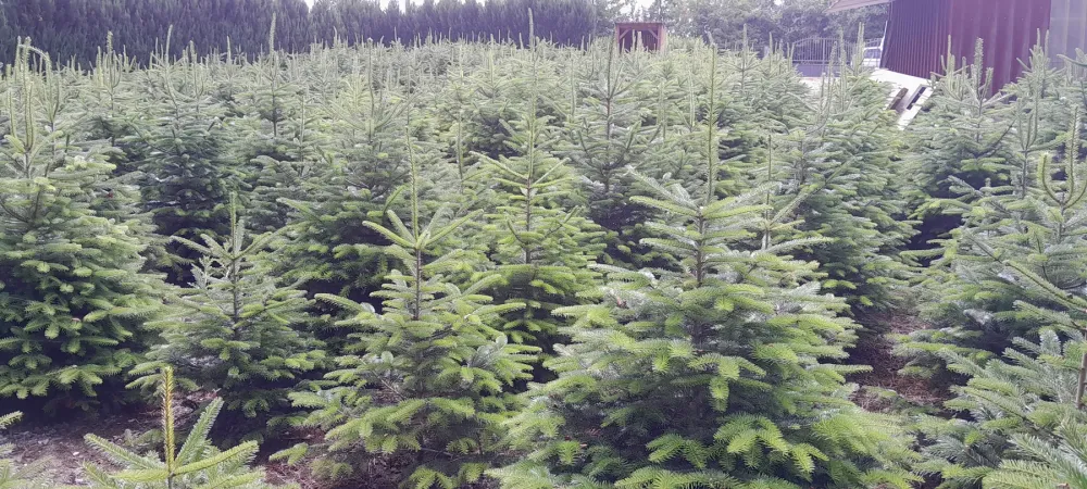 Sapin de Noël (1)