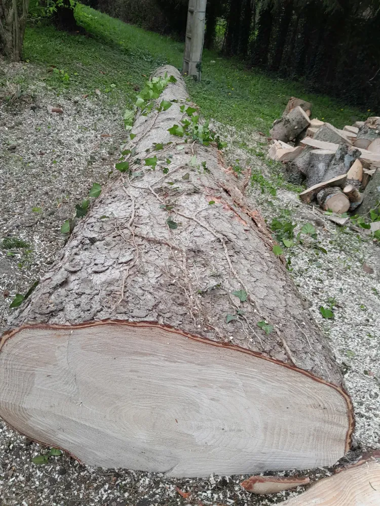 Elagage et abattage (1)